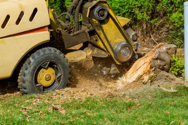 Emergency Storm Tree Removal in Preston, ID